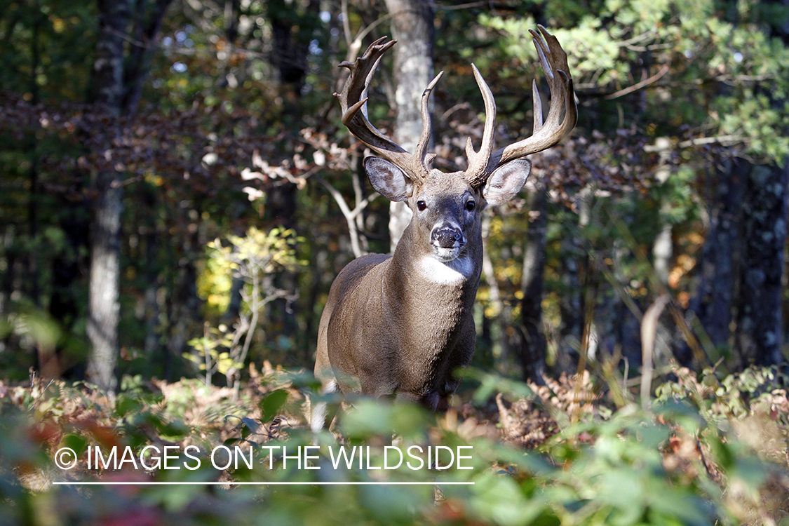 White-tailed buck in habitat. 