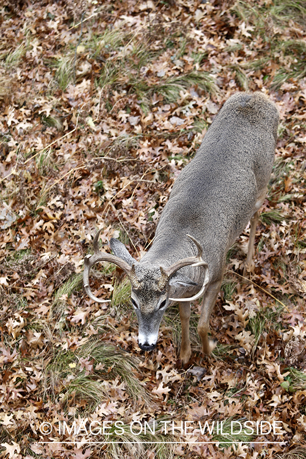 View of white-tailed buck from tree stand. 