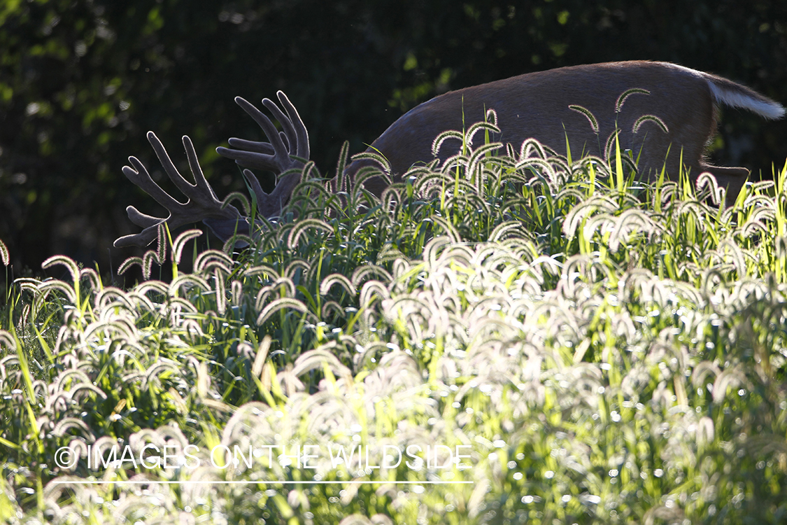 White-tailed buck in velvet.