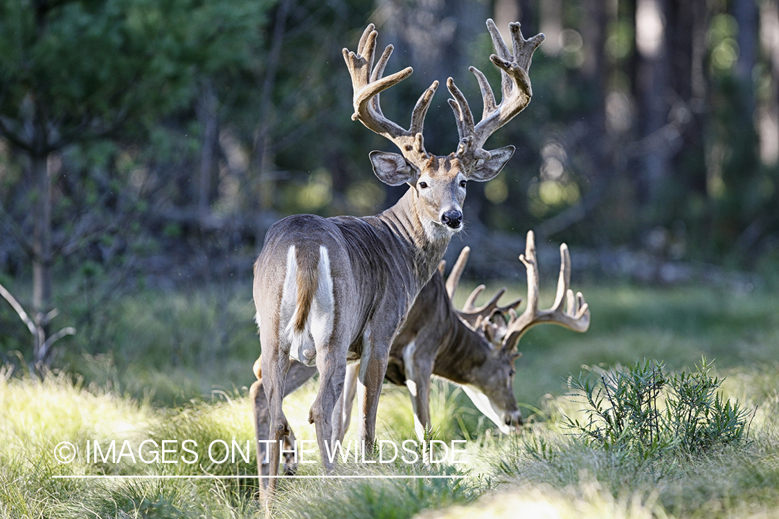 White-tailed bucks in habitat.