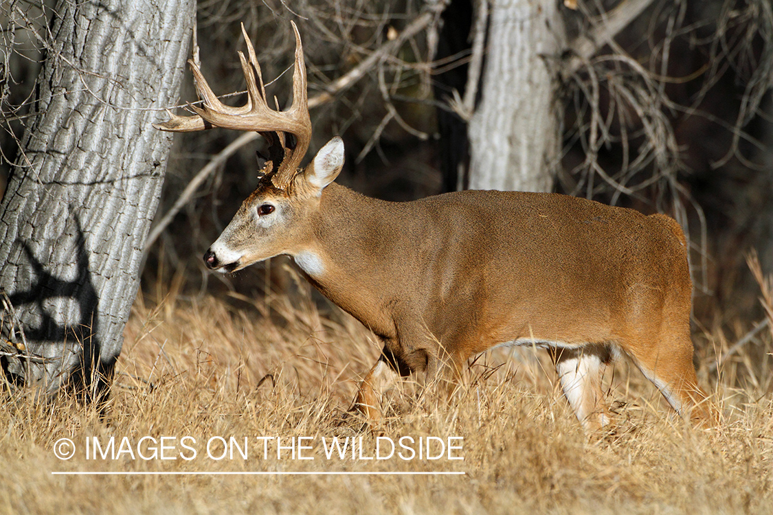 White-tailed buck in habitat.