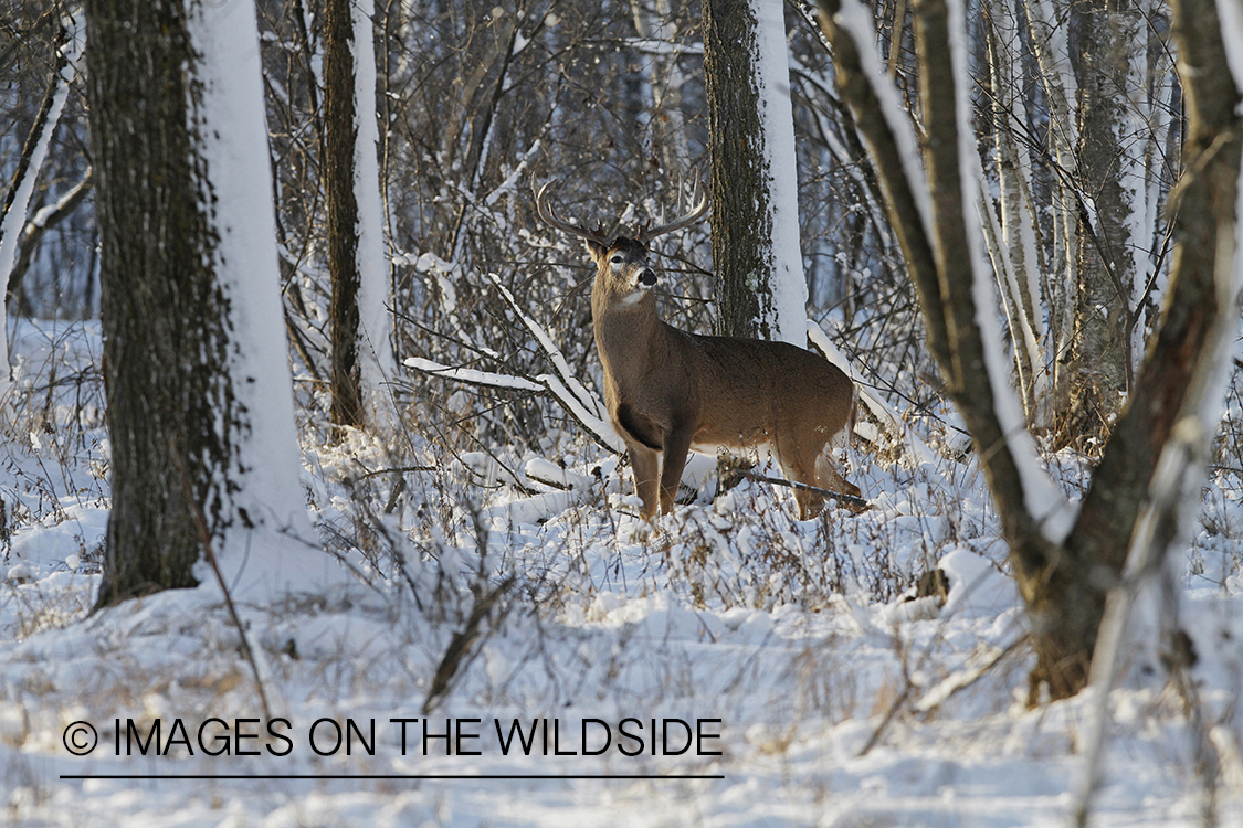 White-tailed buck in winter habitat.