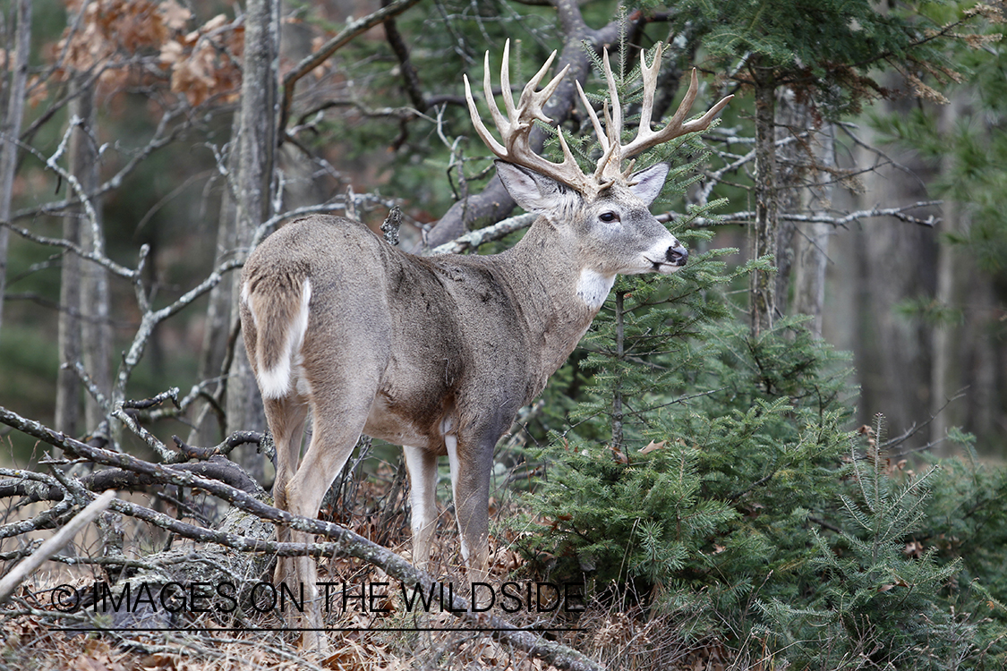 White-tailed buck in habitat.