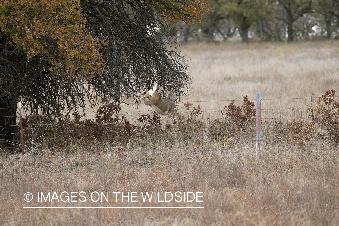 White-tailed buck leaping fence.