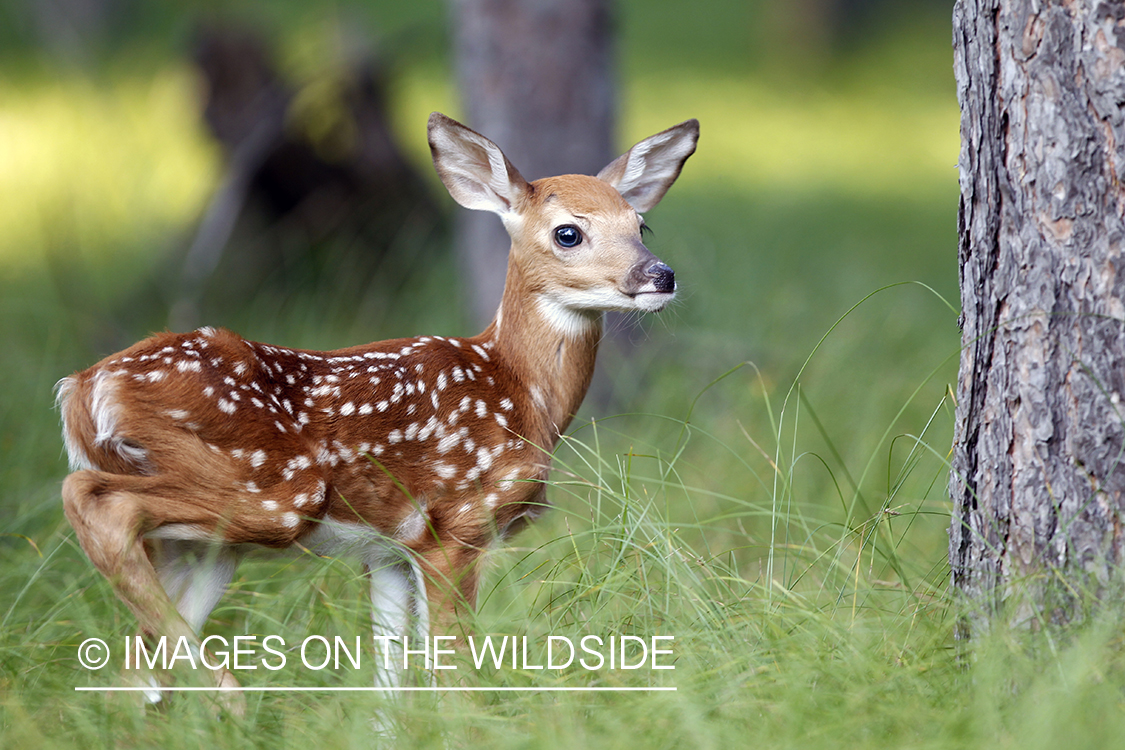 White-tailed fawn in habitat.