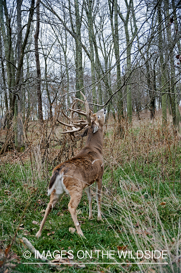 White-tailed buck making a scrape during the rut.