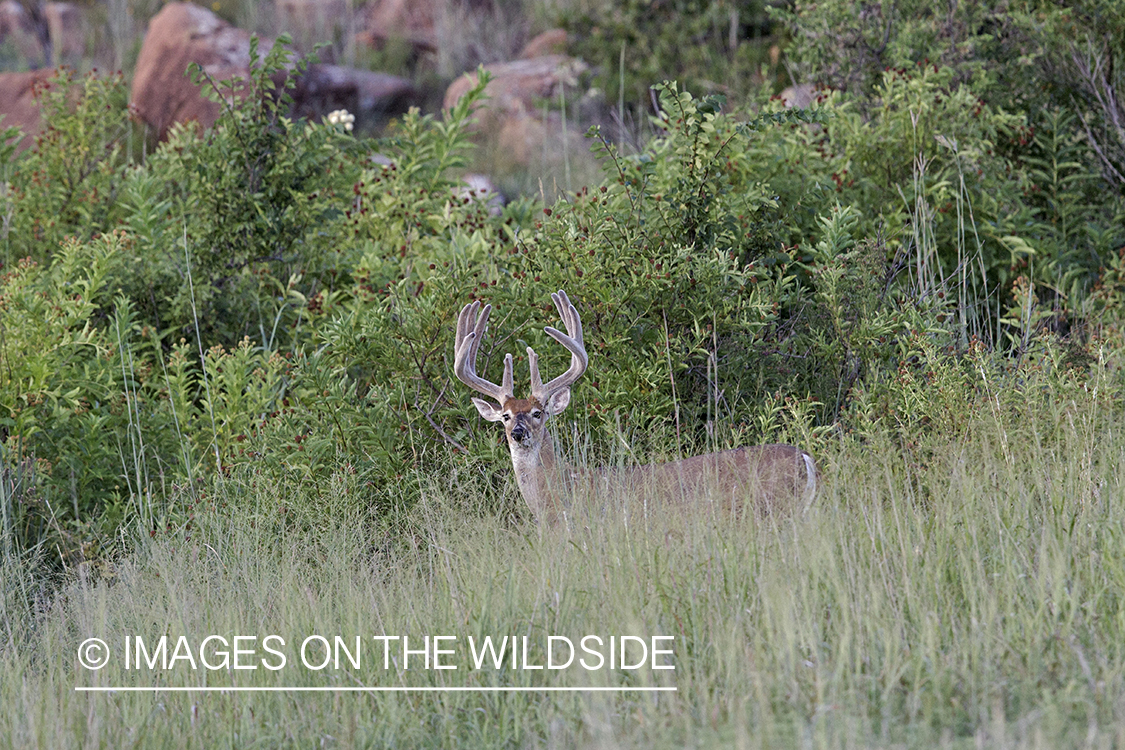 White-tailed buck in velvet.