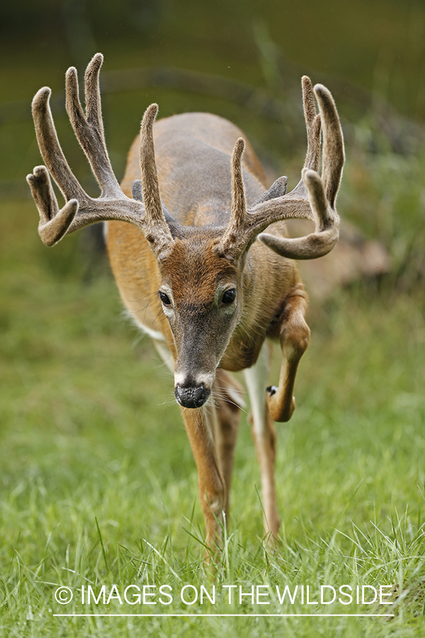 White-tailed buck in habitat.