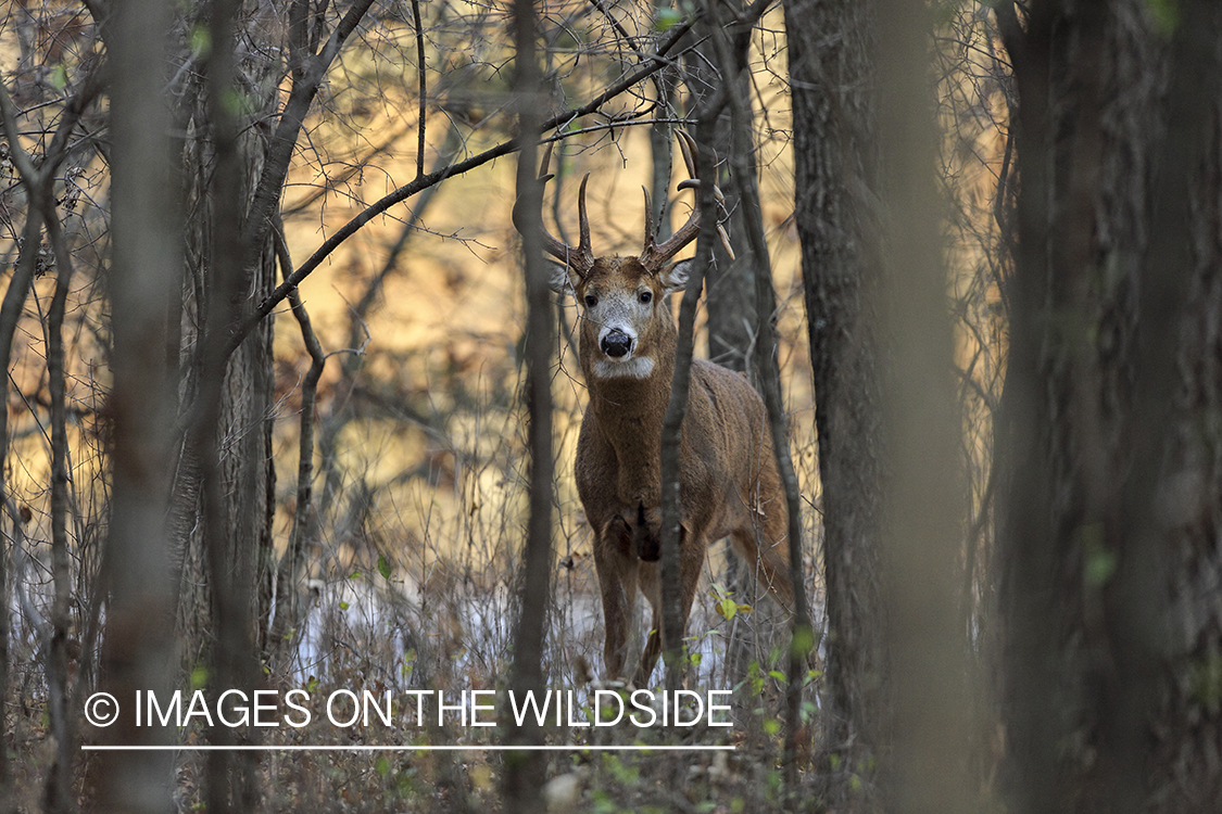 White-tailed buck in habitat.