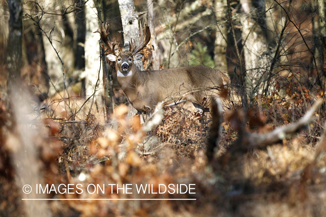 White-tailed buck in habitat. 