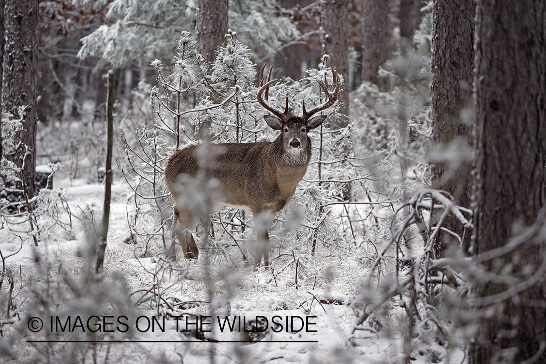 White-tailed buck in winter habitat.