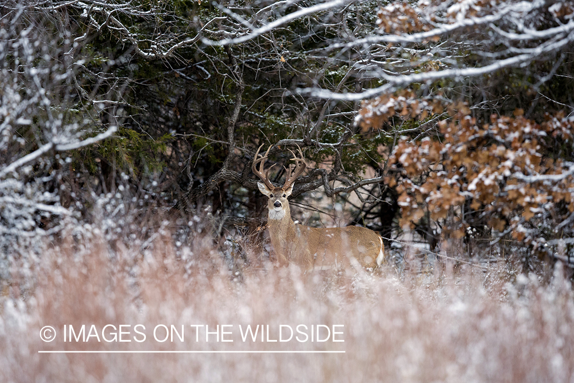 White-tailed buck in winter habitat.