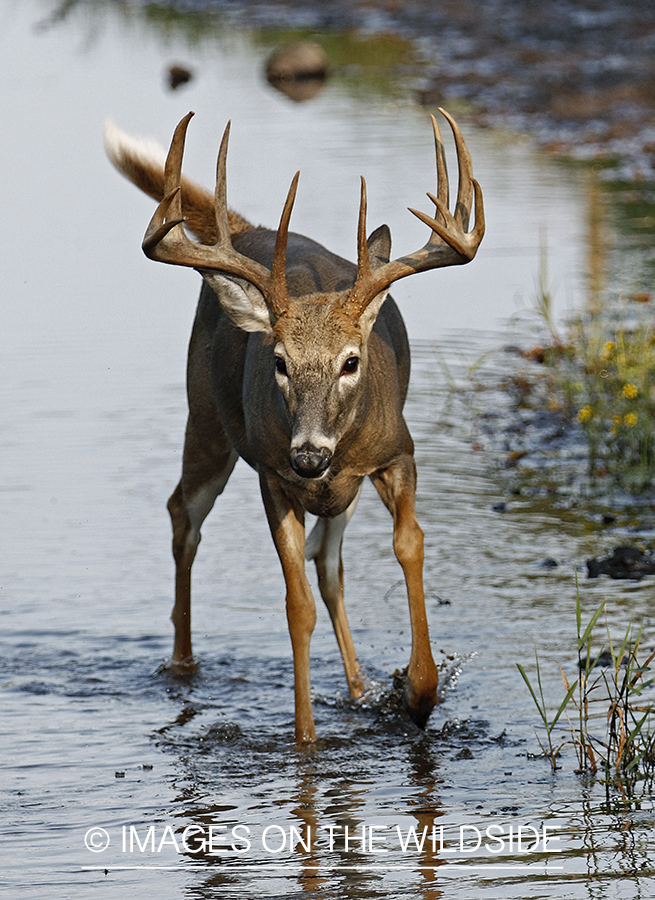 White-tailed Buck in stream.