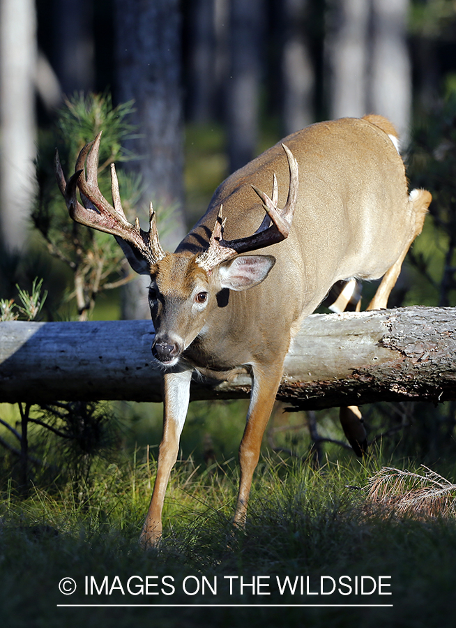 White-tailed buck jumping over log.