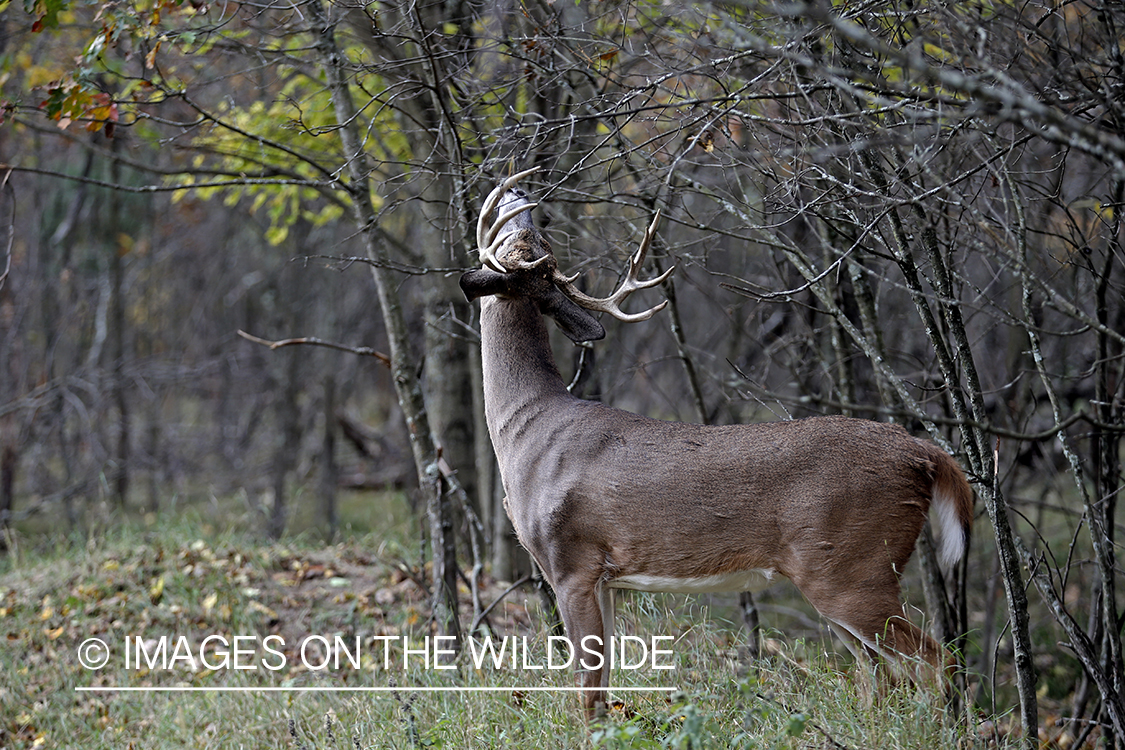 White-tailed buck sniffing and making scrape.