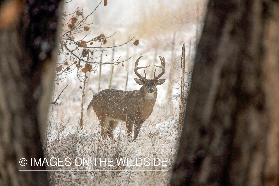 White-tailed buck in field.