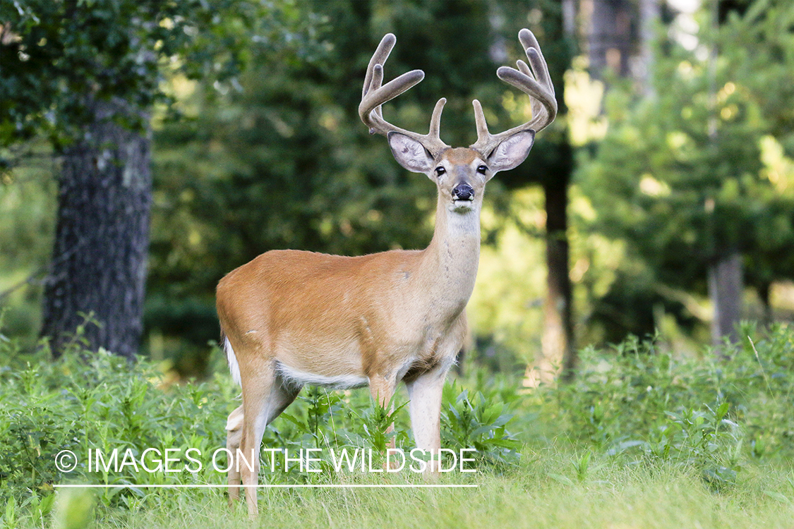 White-tailed buck in velvet.