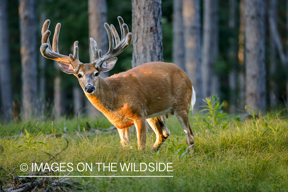 White-tailed deer in velvet.