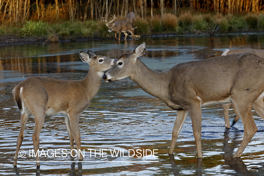 Fawn and doe standing in river.