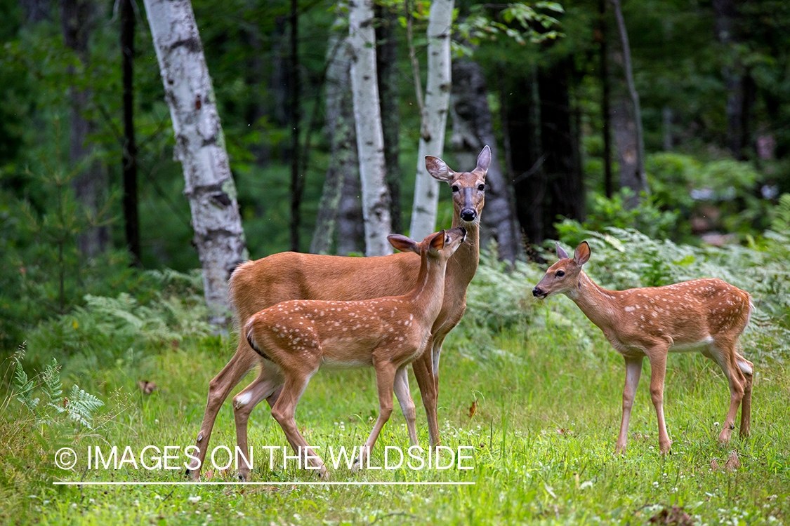 White-tailed doe with fawns.