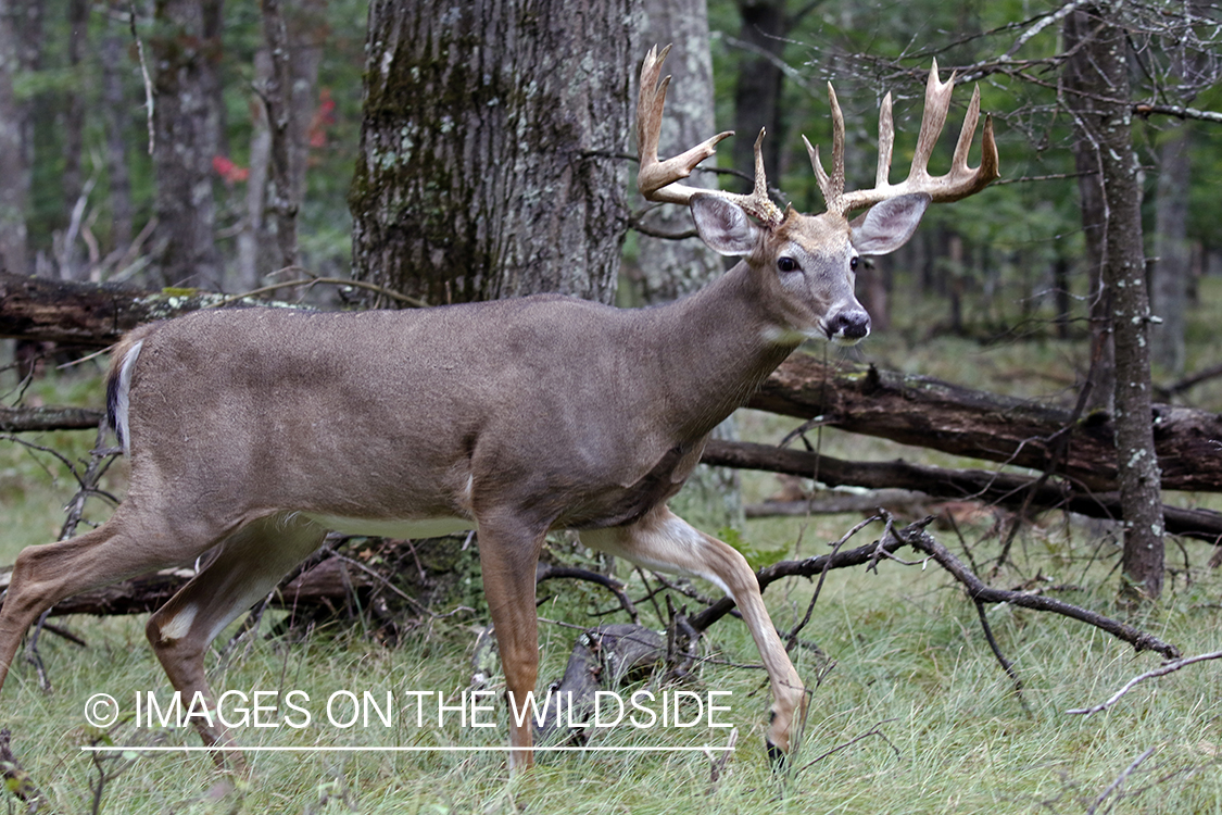 White-tailed buck in field.