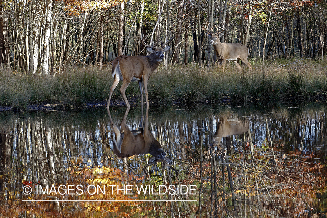 White-tailed buck in the rut.