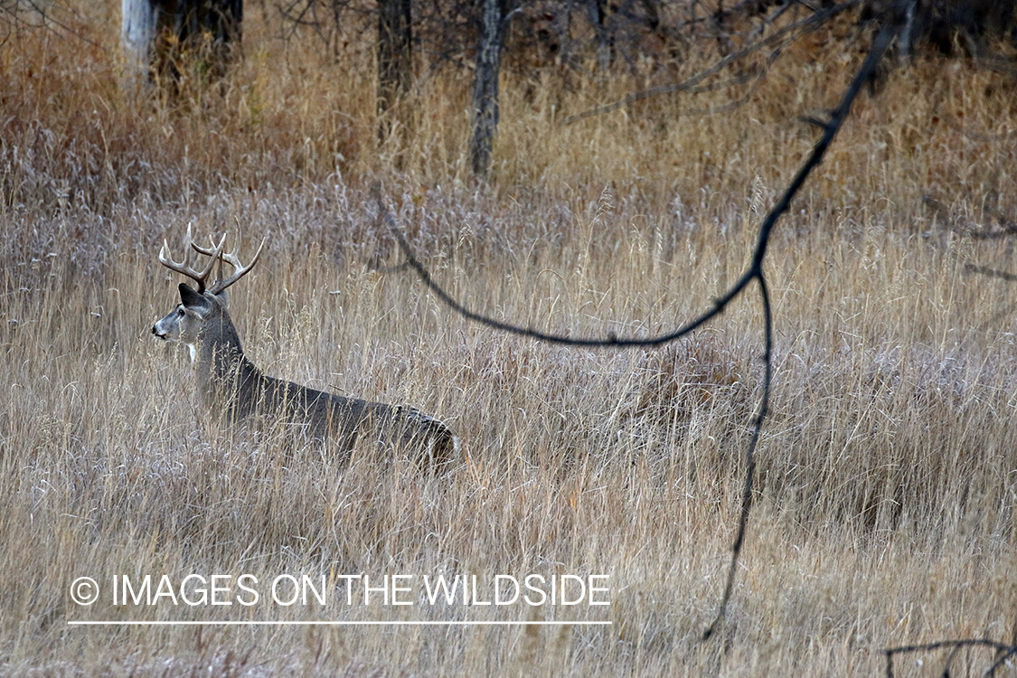 White-tailed buck in the rut.