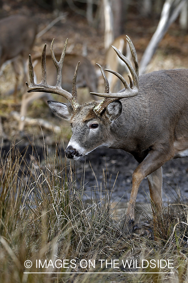 White-tailed buck in water.