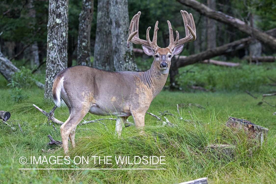 White-tailed buck in Velvet.