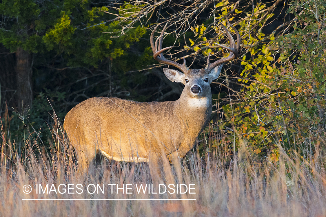 White-tailed buck in field.