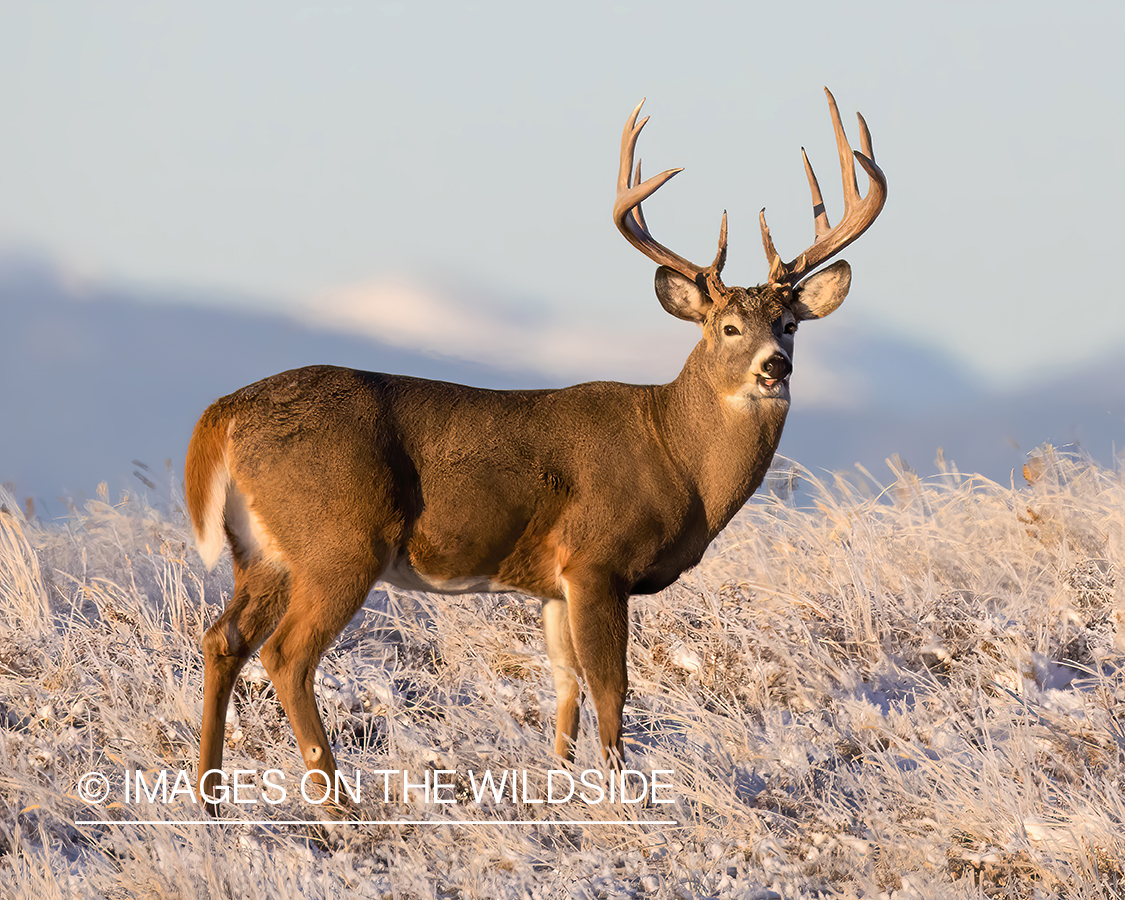 White-tailed buck in winter field.