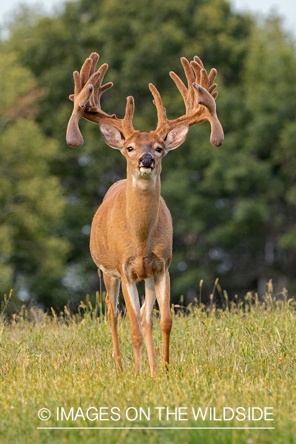 White-tailed buck in field.