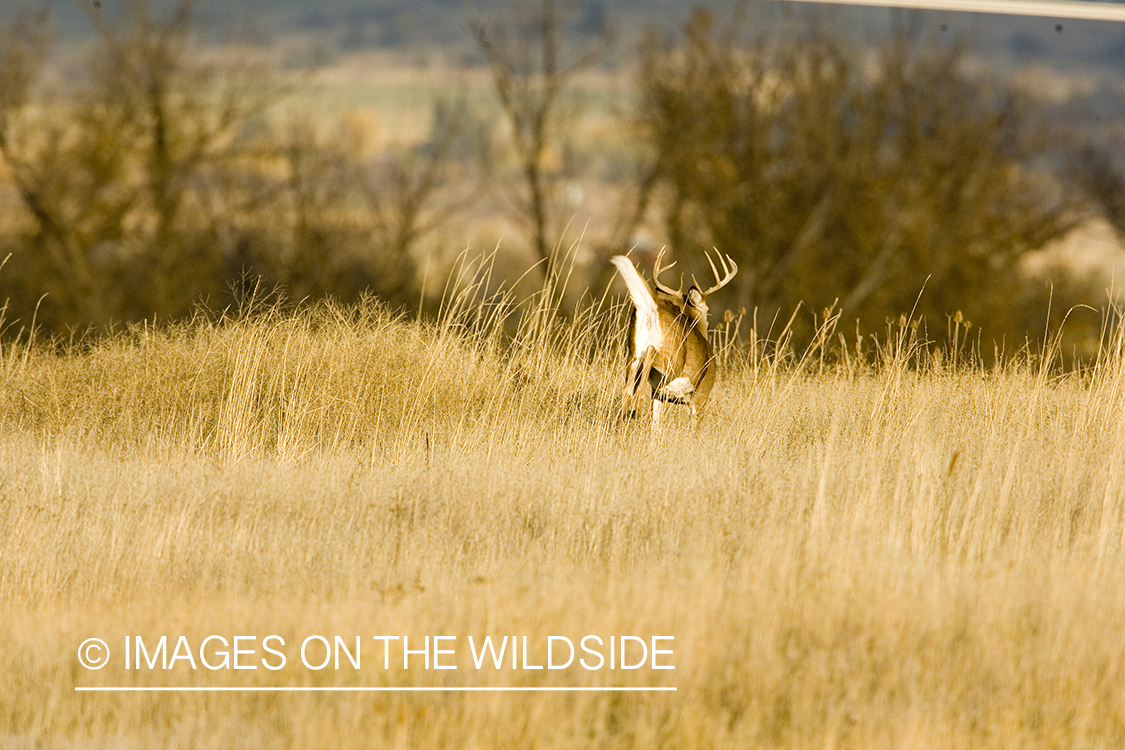 White-tailed deer in habitat