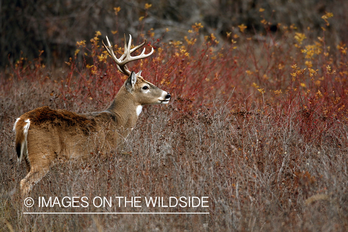 White-tailed deer in habitat