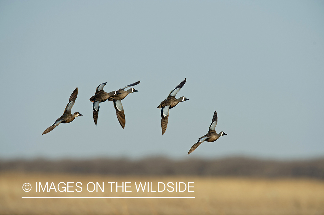 Blue-winged Teal (whiffling) in flight.