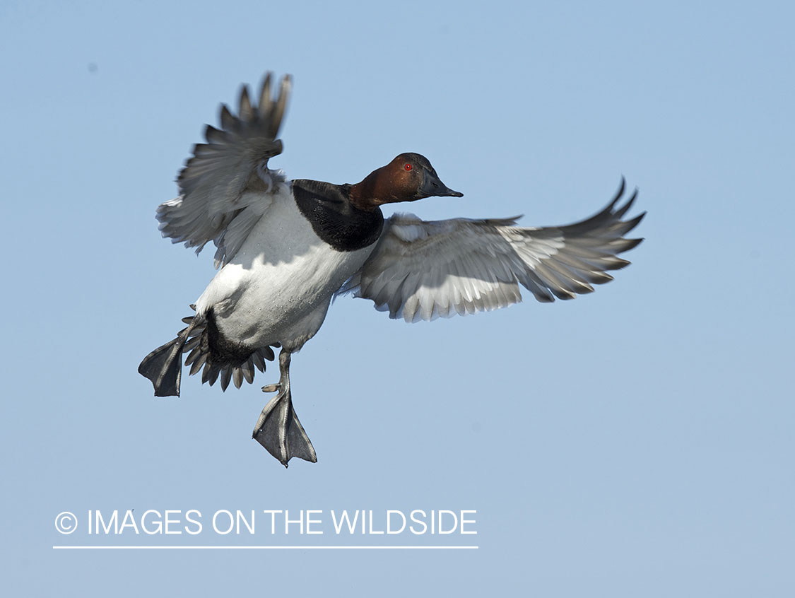 Canvasback duck in flight.