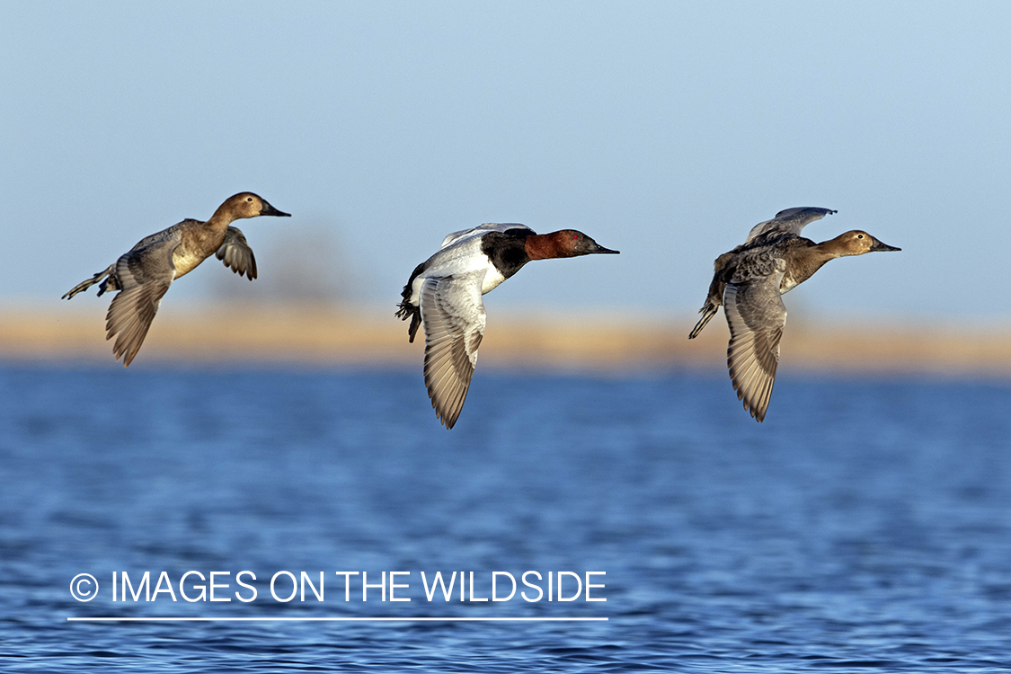 Canvasbacks in flight.