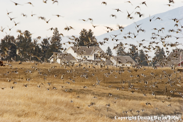 Flock of mallards in flight.