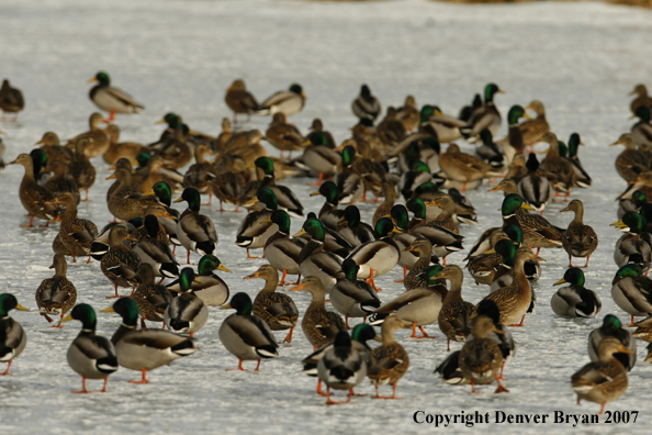 Mallard flock