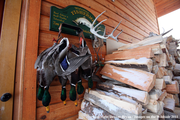 Bagged mallards hanging on outside wall. 