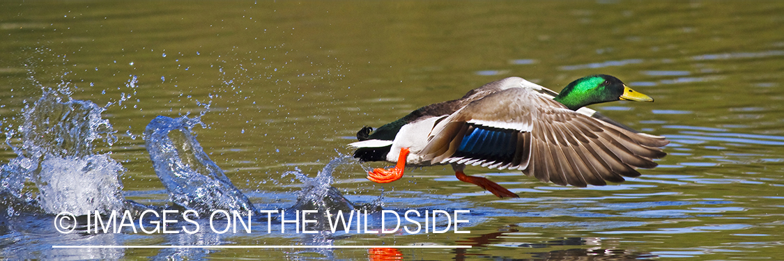 Mallard in flight.