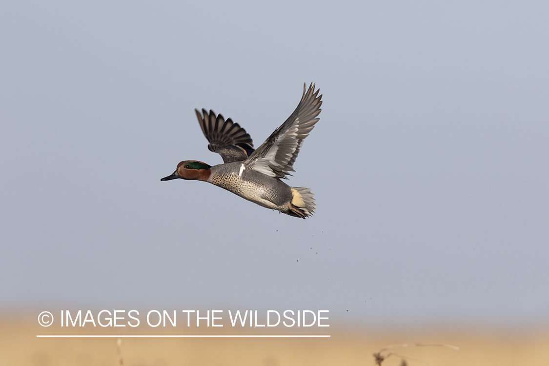 Green-winged Teal in flight.