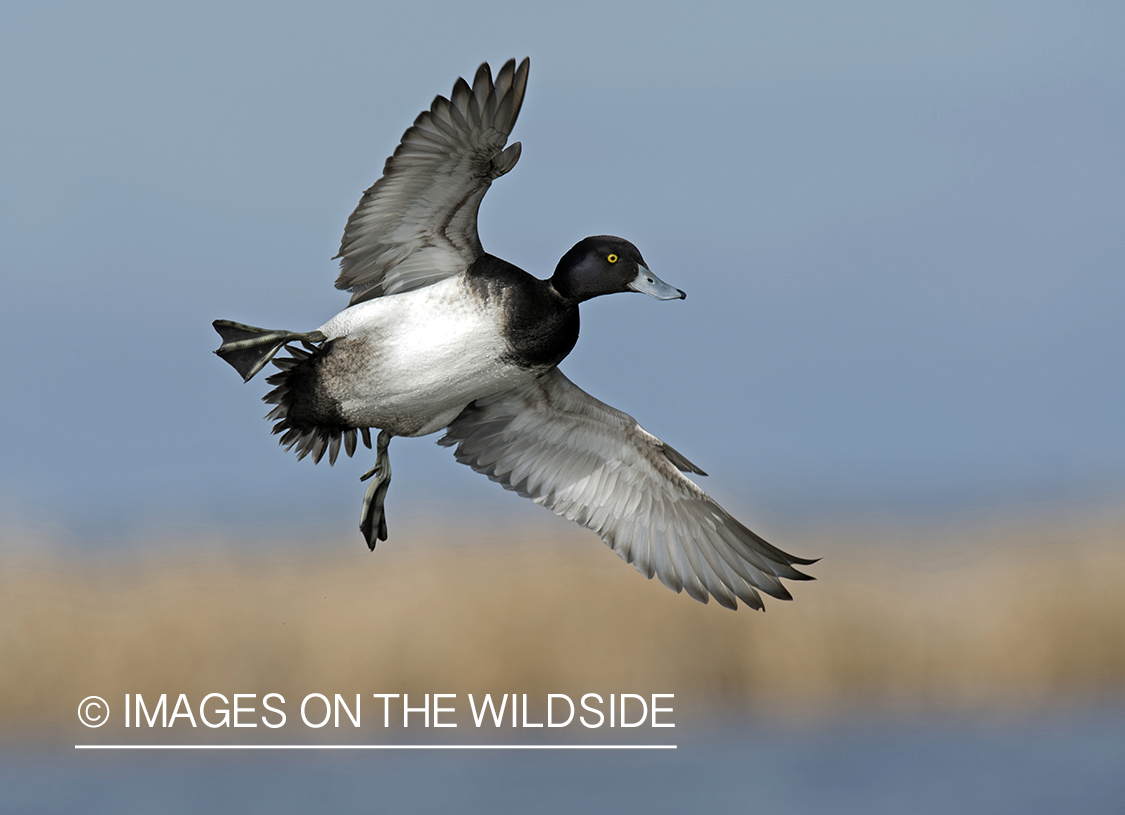 Lesser Scaup in flight.