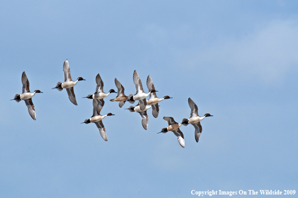 Pintail ducks in flight.