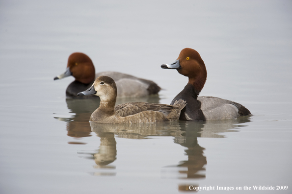 Redhead ducks in habitat