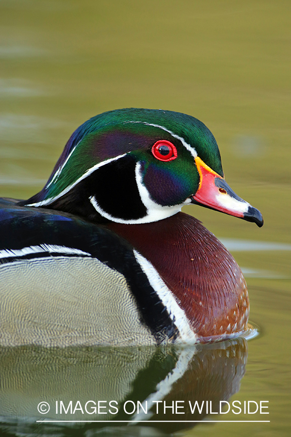 Wood duck drake in habitat.