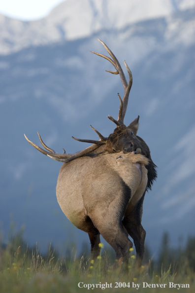 Rocky Mountain bull elk in habitat.