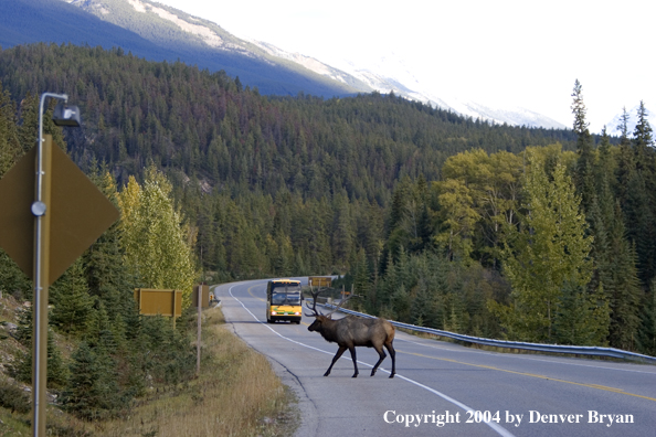 Rocky Mountain bull elk crossing road.