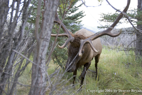 Rocky Mountain bull elk charging aggressively through forest.