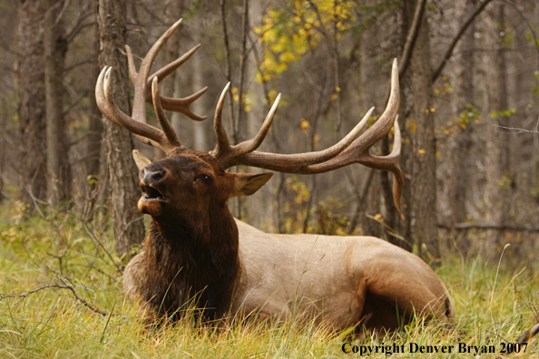 Rocky Mountain Elk bedded down